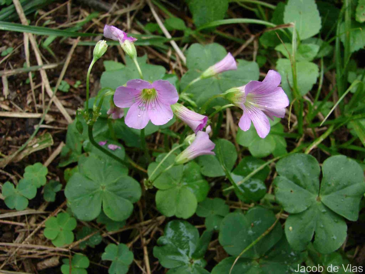 Oxalis debilis Kunth